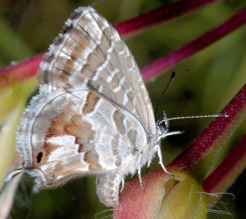 E'' tornata Cacy!